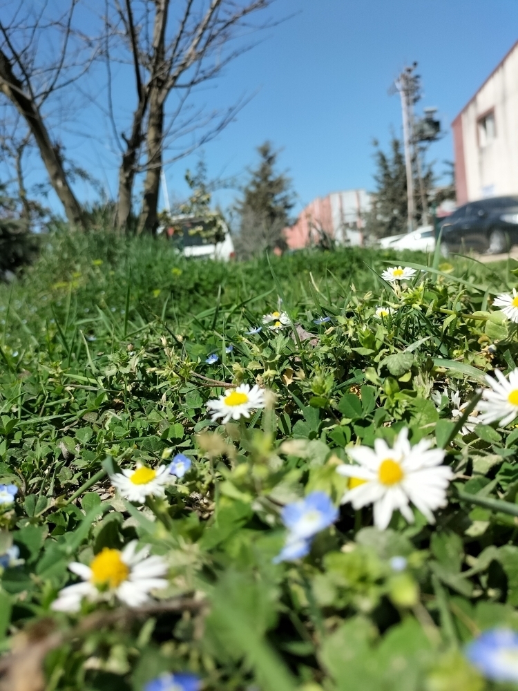 Pınar