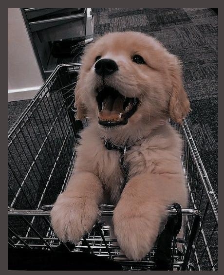 Suri