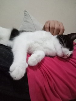 Varol