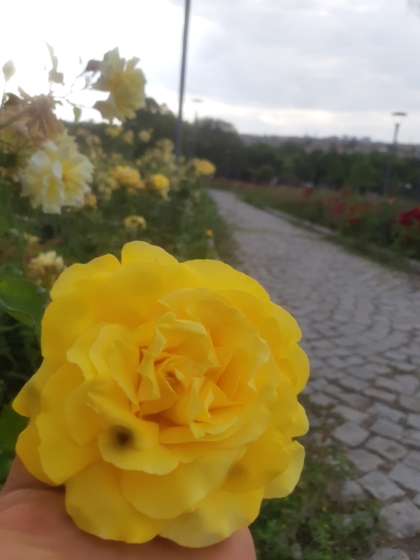 Mohamad
