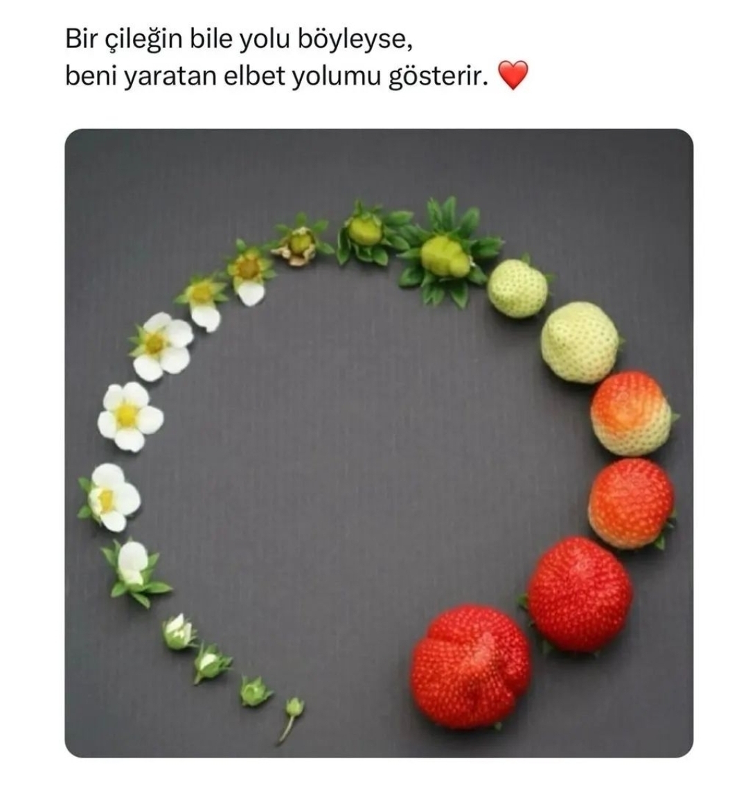 Vildan