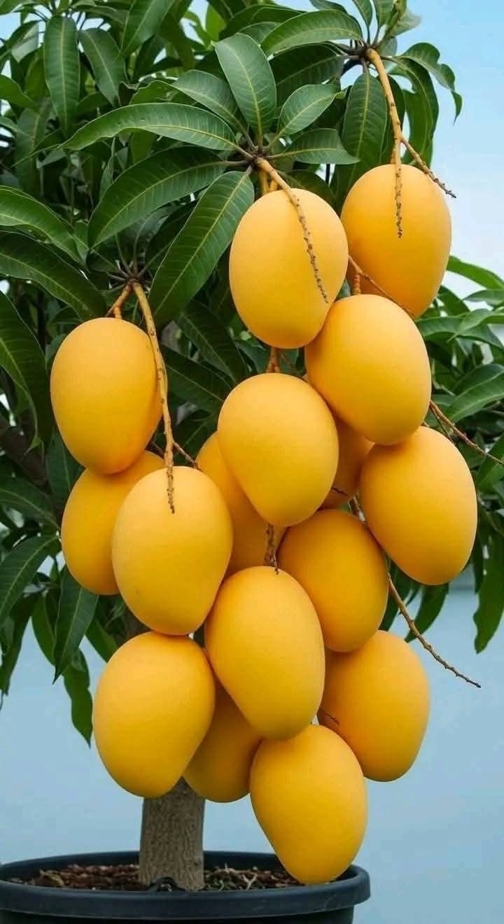 Md