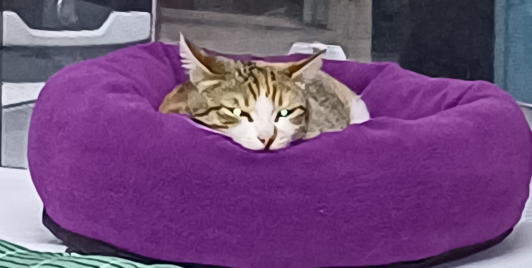 Sevgi