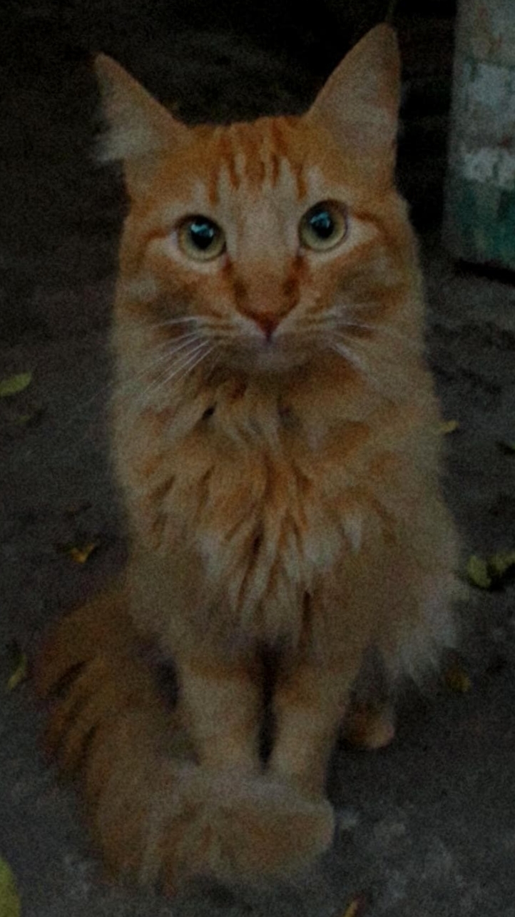 PuJIN