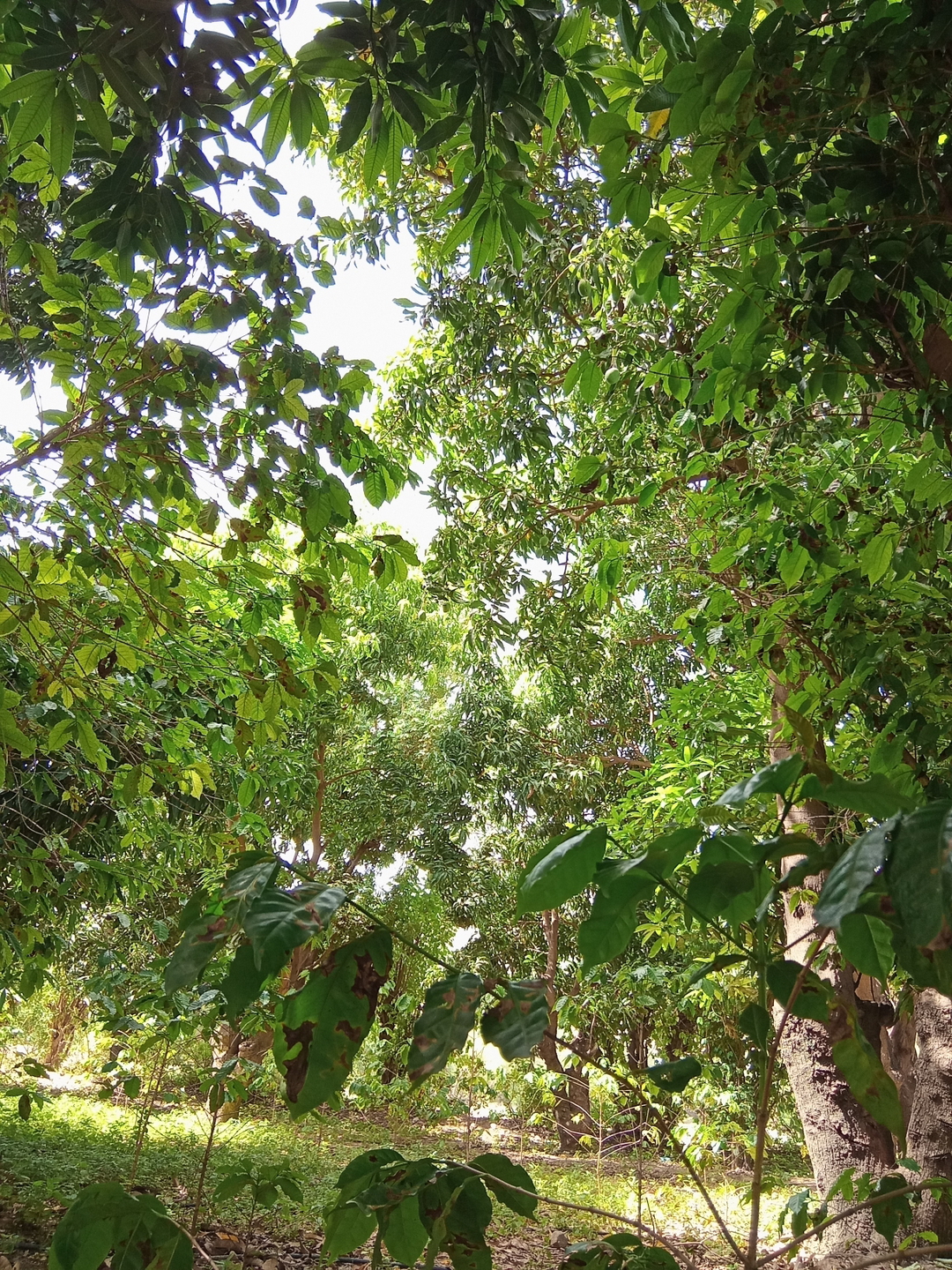 محمود