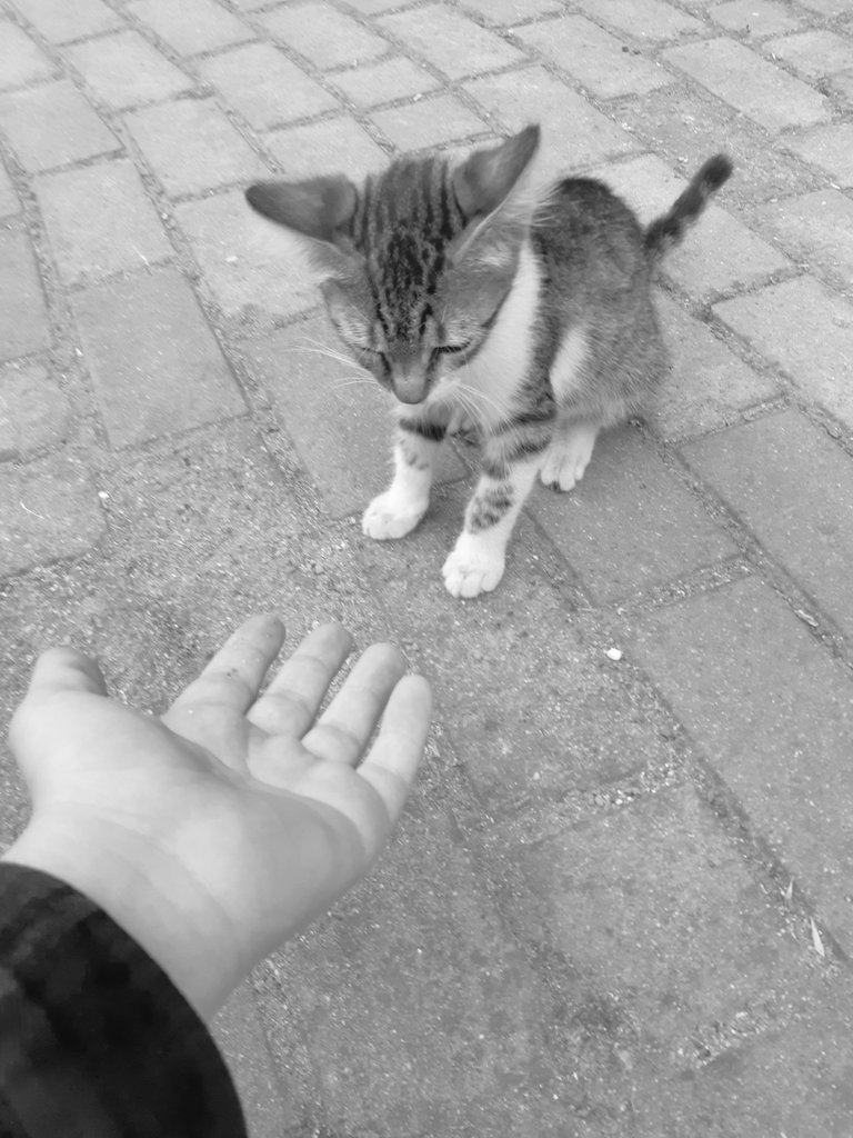 Tugce