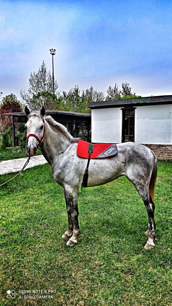 Mustafa