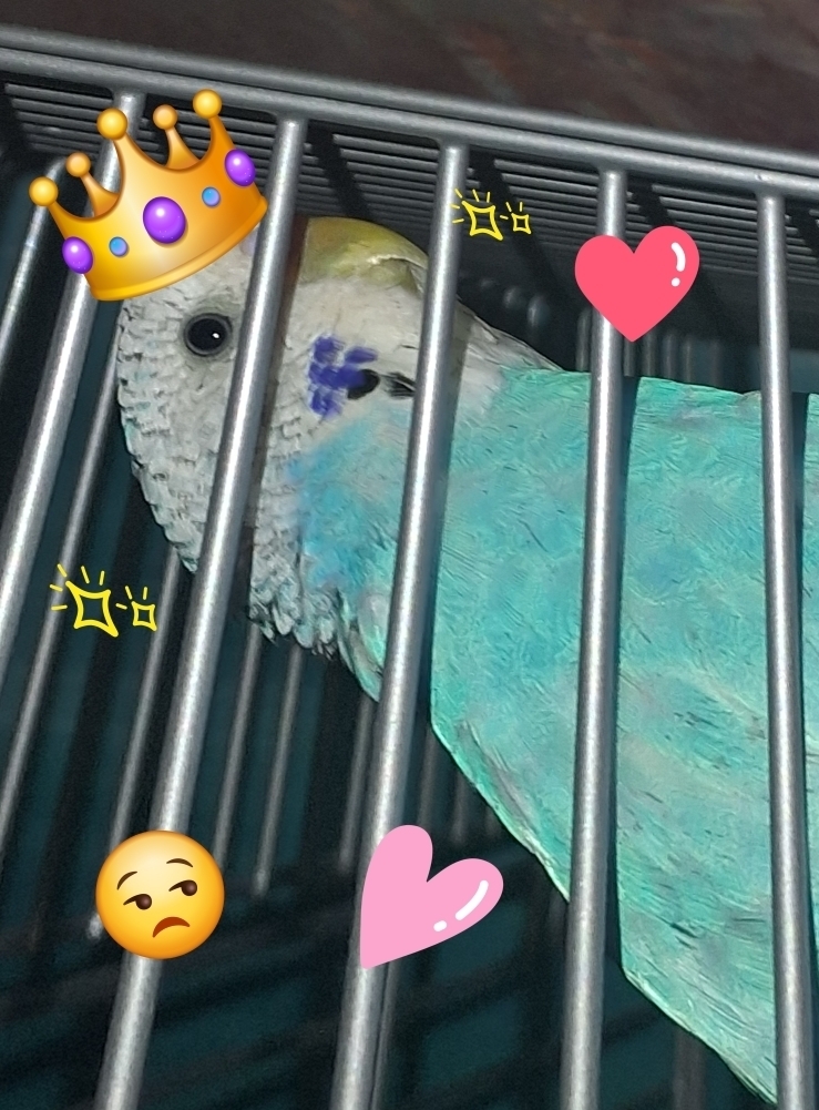 Shekesha