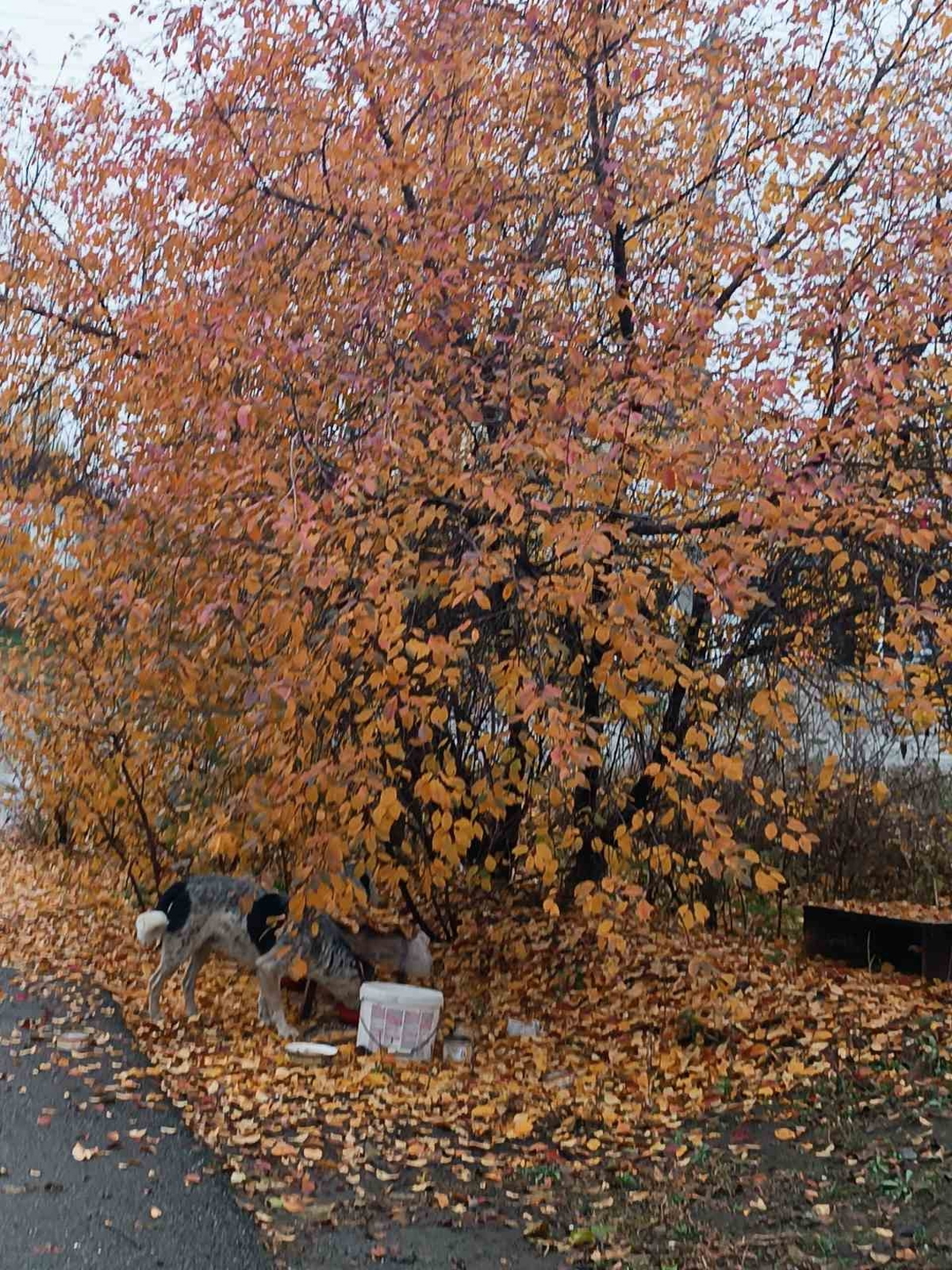 Nadezhda2332