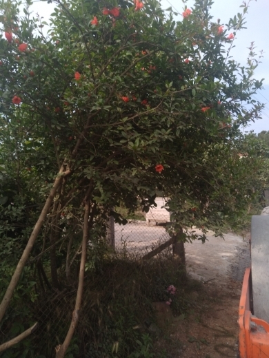 Karaman