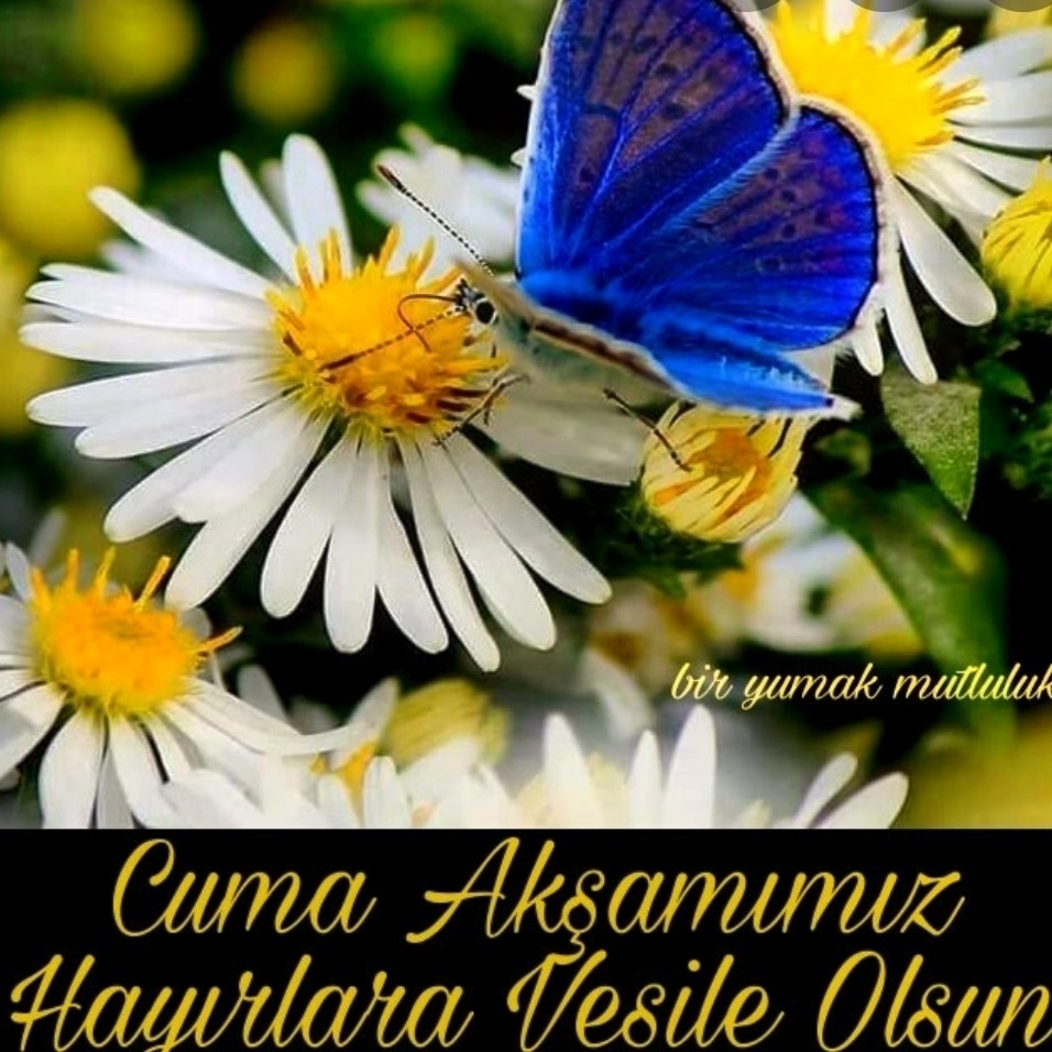 Ercan