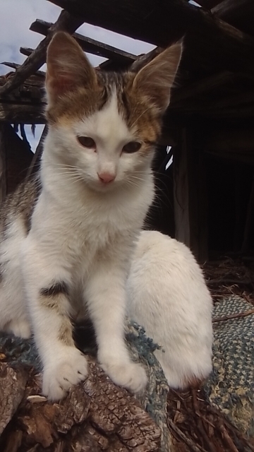 Ayşin