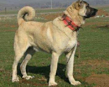 Arda