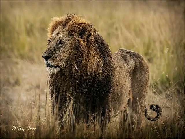 Hamza