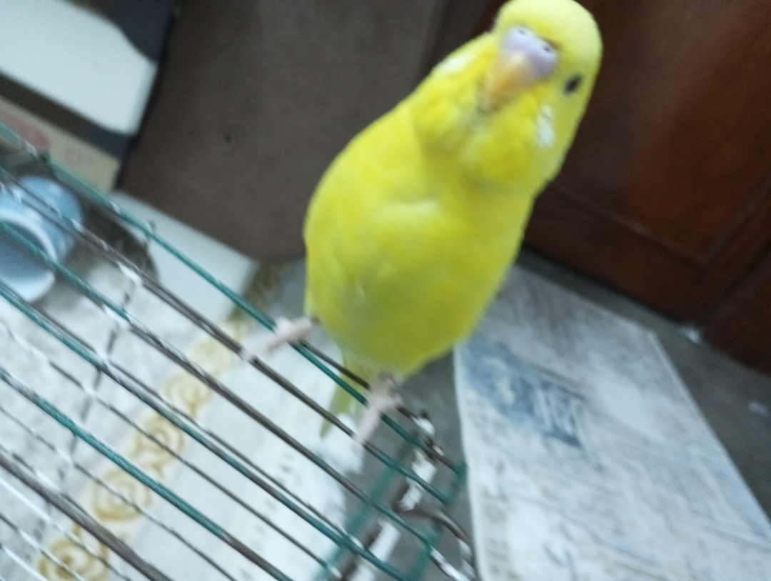 Furkan