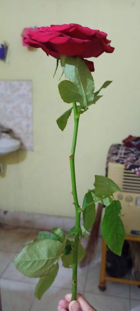 Durga