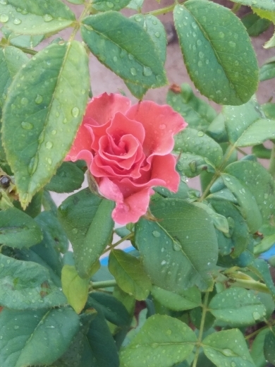 Amma