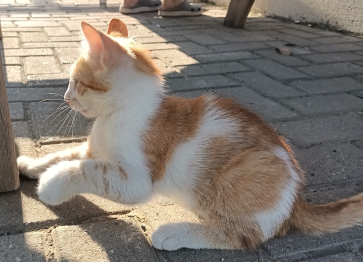 Damla