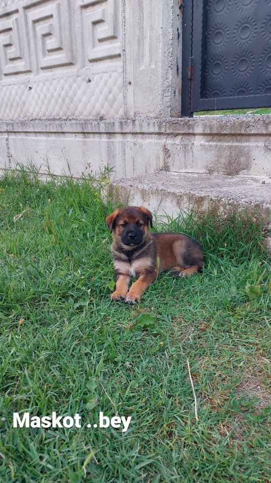 Serdar