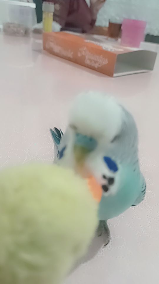 Uthfhvccv