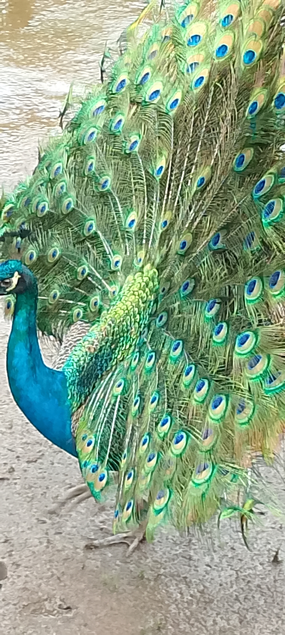 Acassio