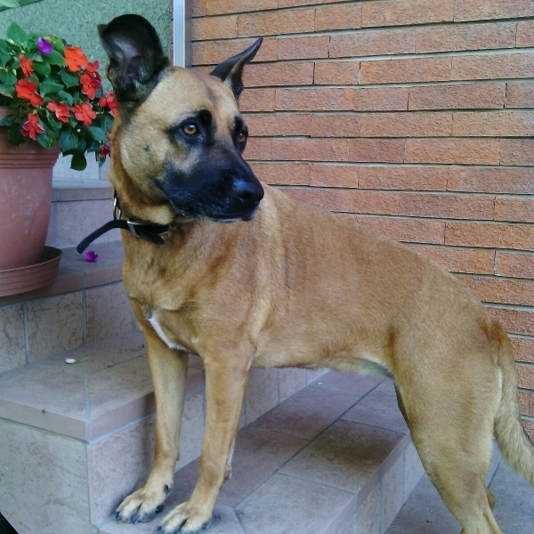Gigi