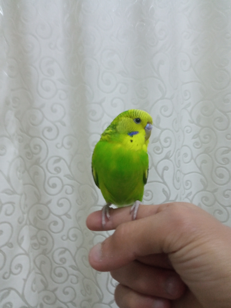 Mustafa
