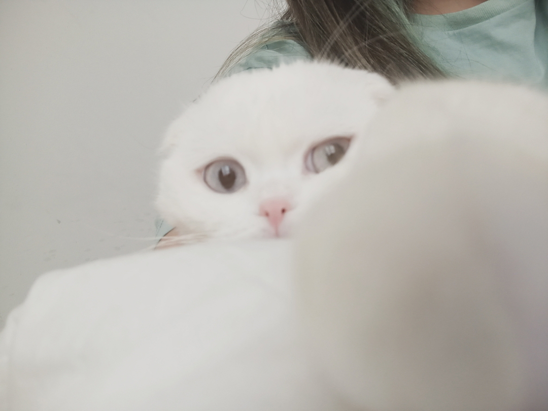 Taban