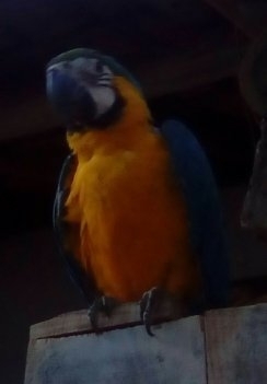 Cleomar