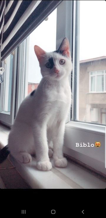 Ceren
