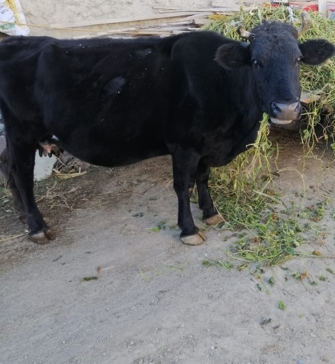 Bayram