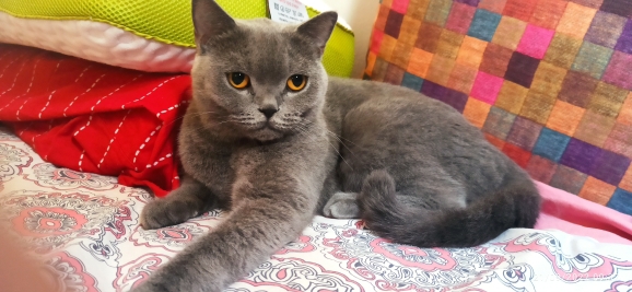 Zehra