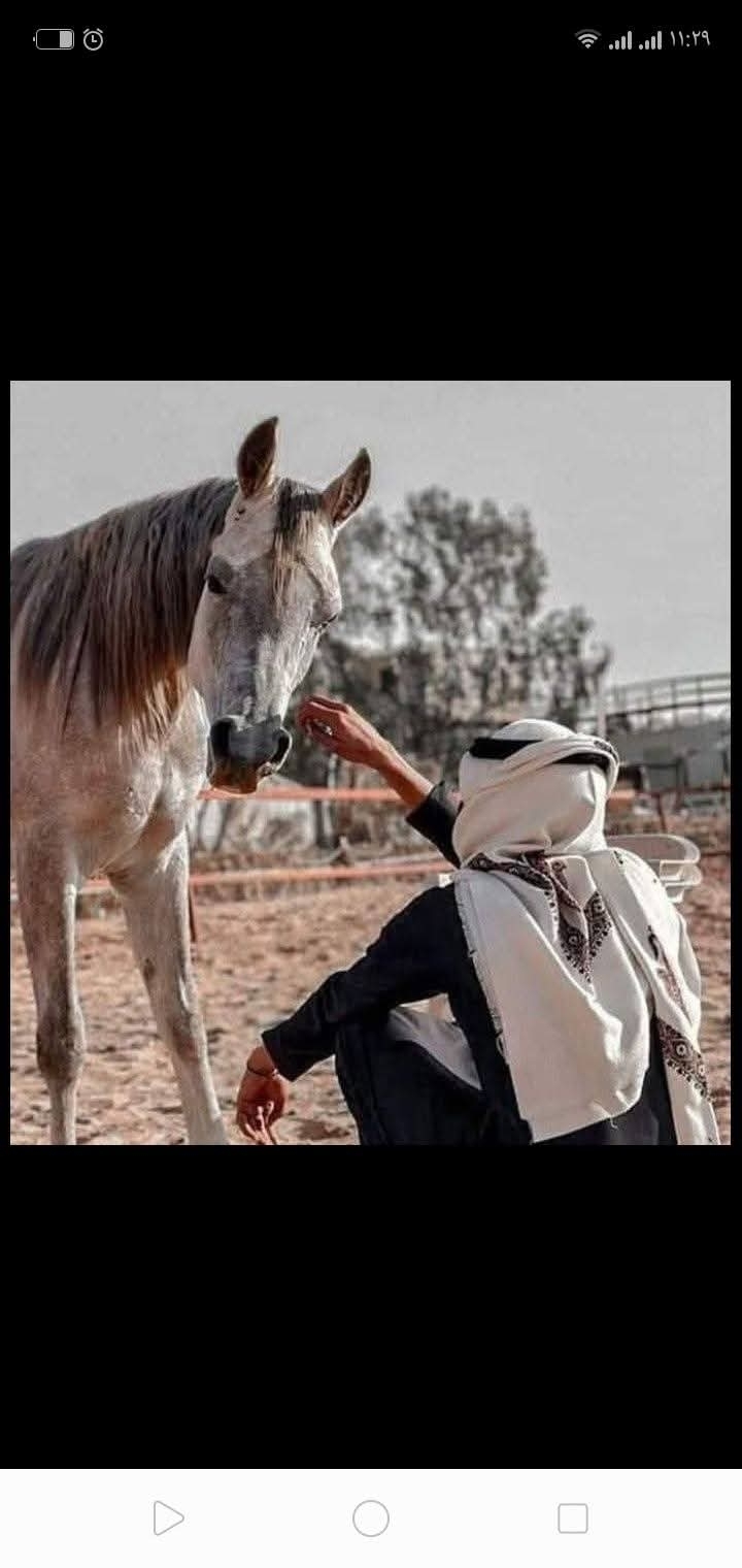 محمود