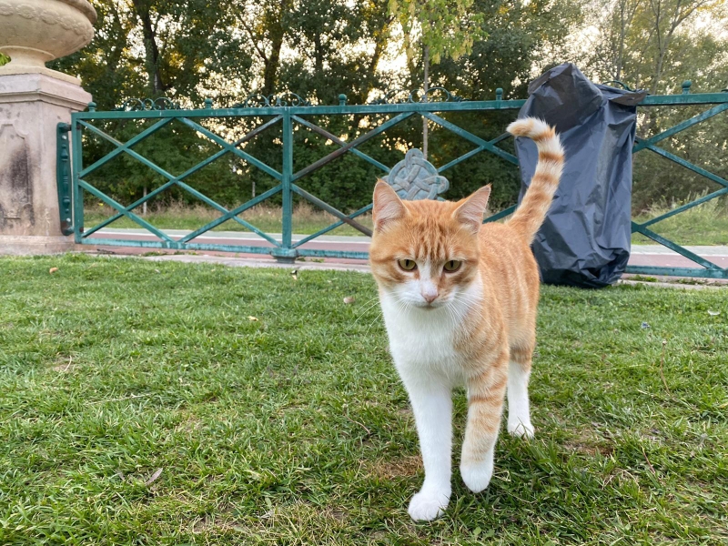 Güldemet