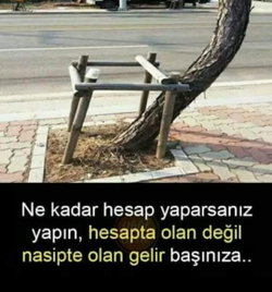 Gül