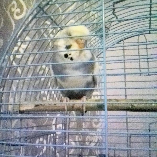 Aslı