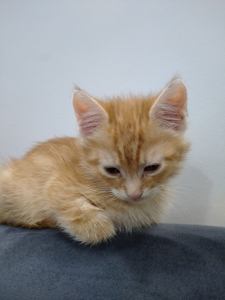 Emrah