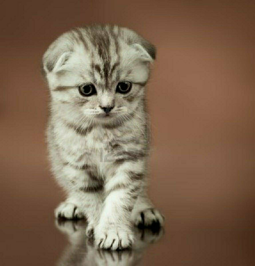 КОРАН