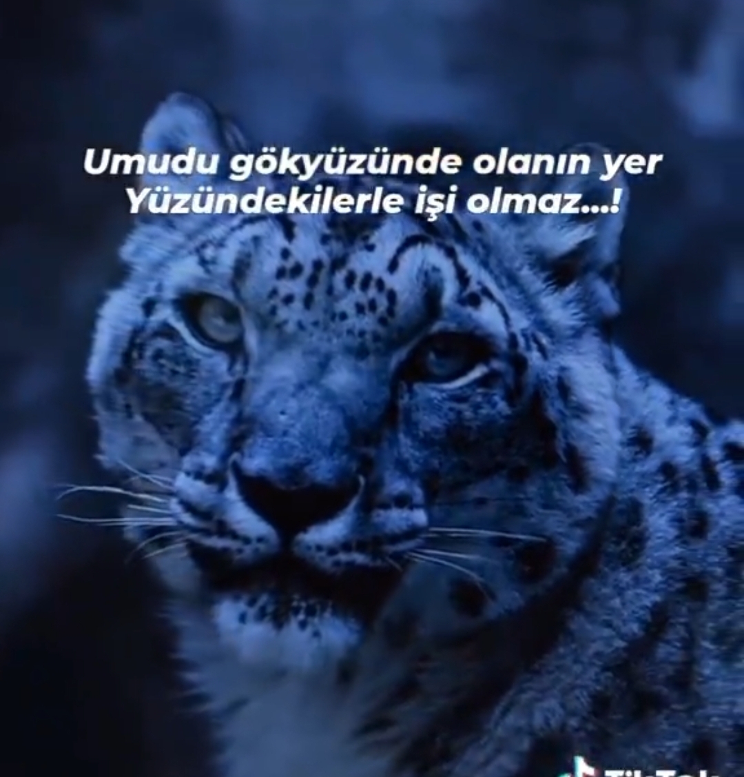 halil
