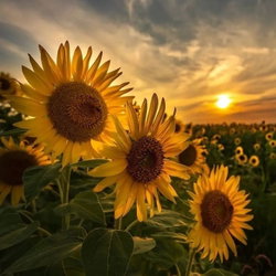 Marcela