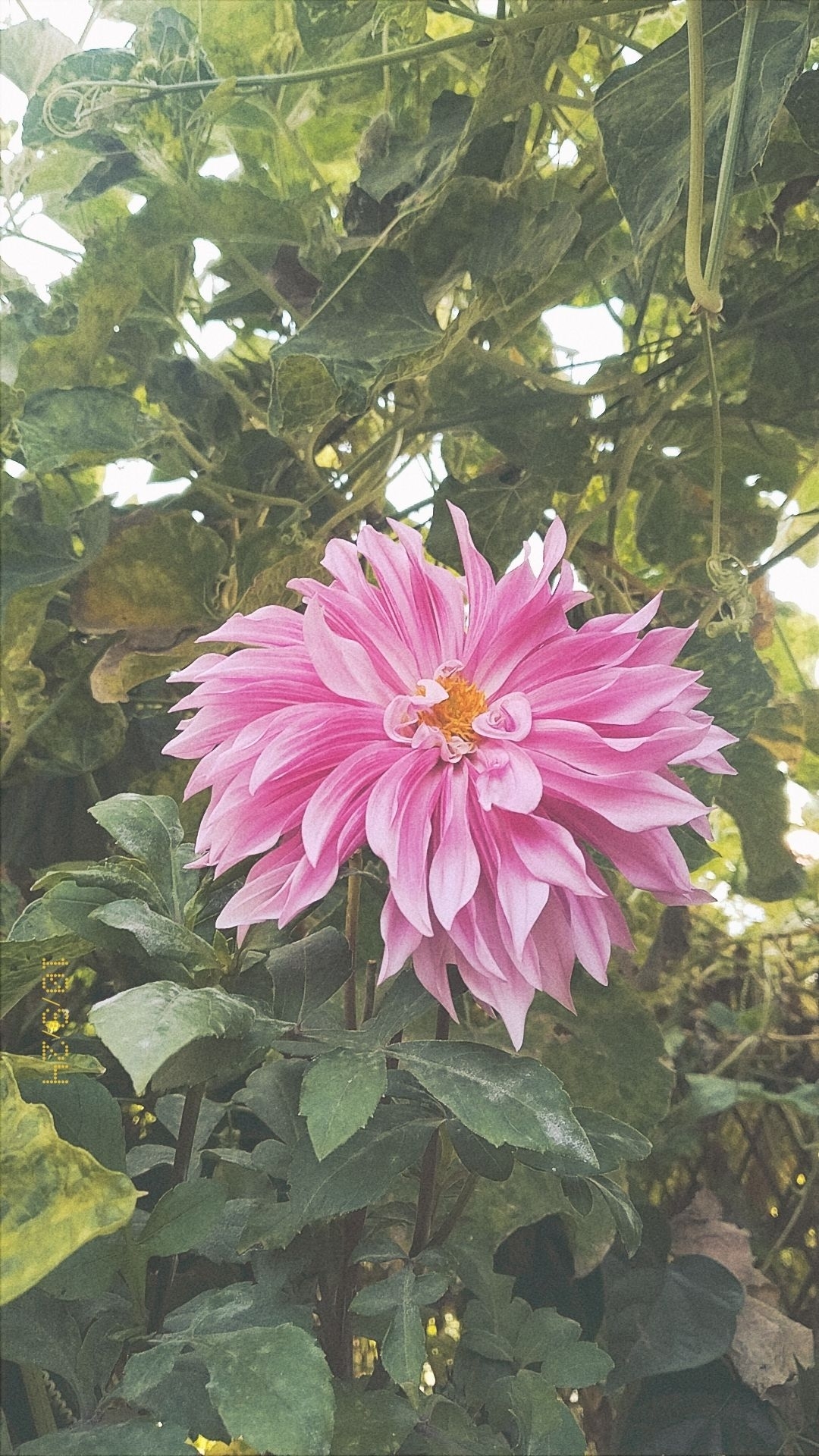 Garima