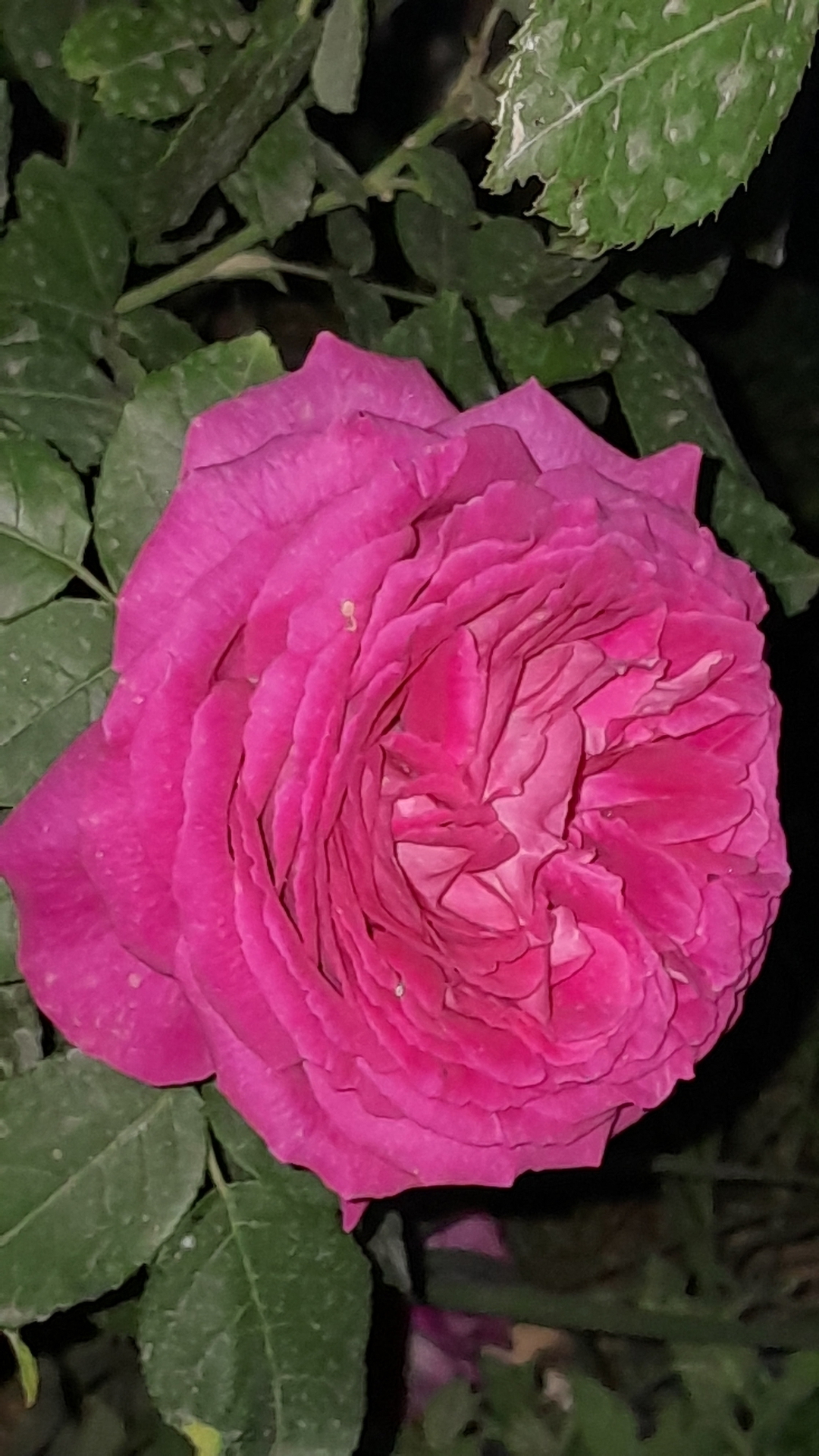 Ayşe