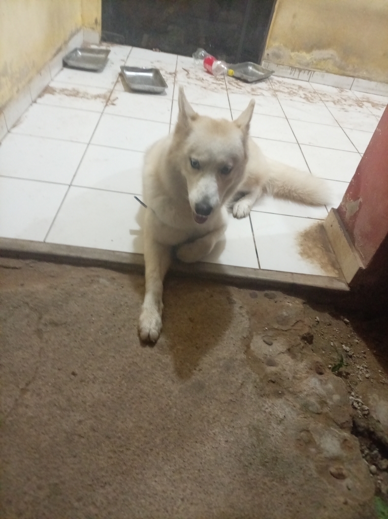 Ivechi