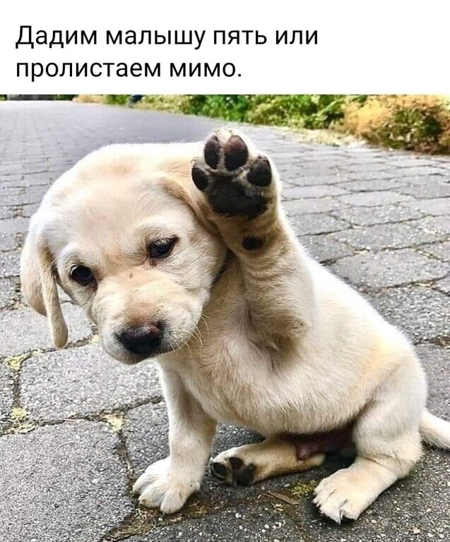 Bayot