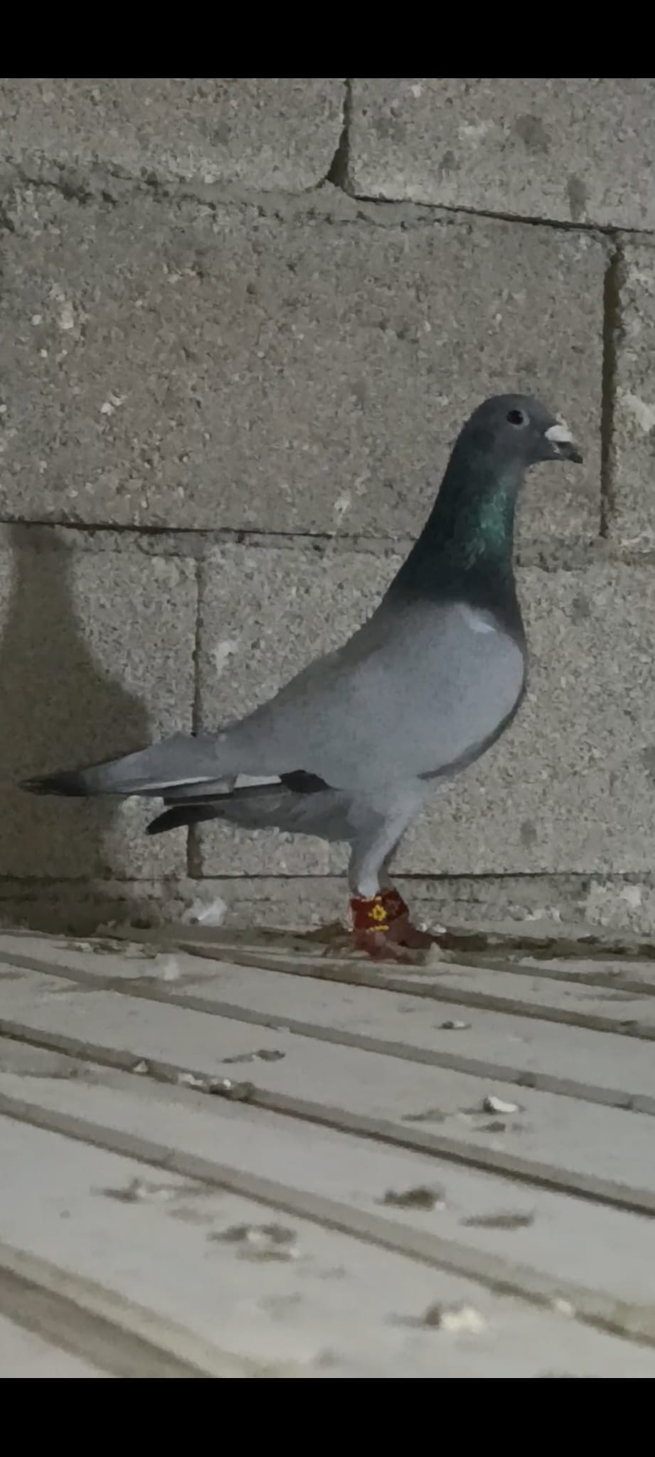 Furkan