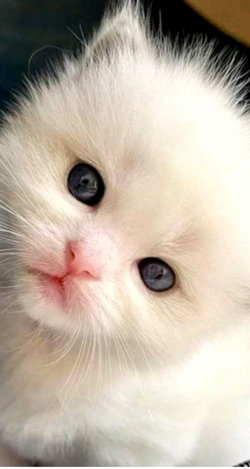 Ayse