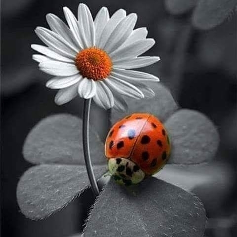 Ceren