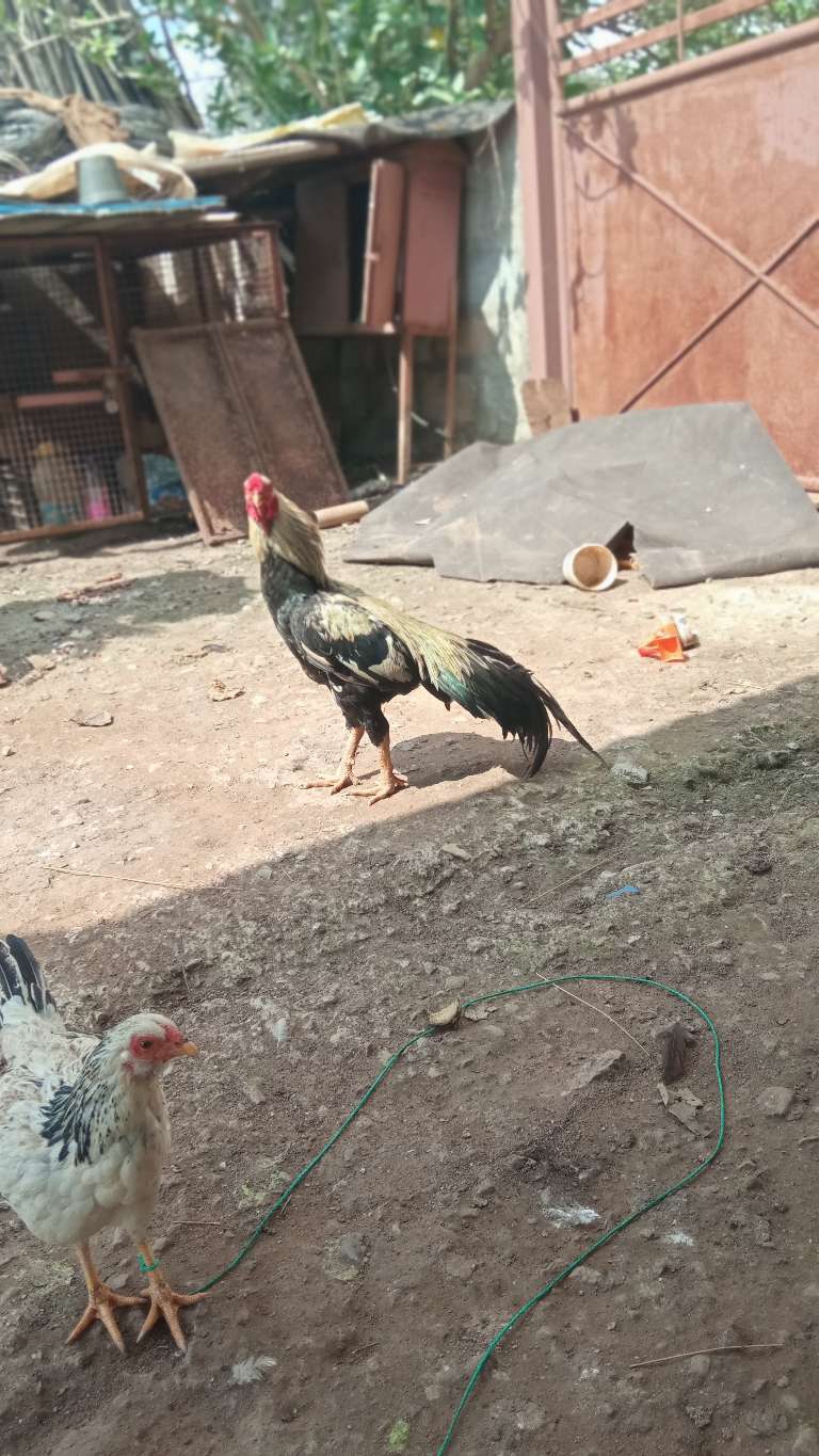 Sudarshan