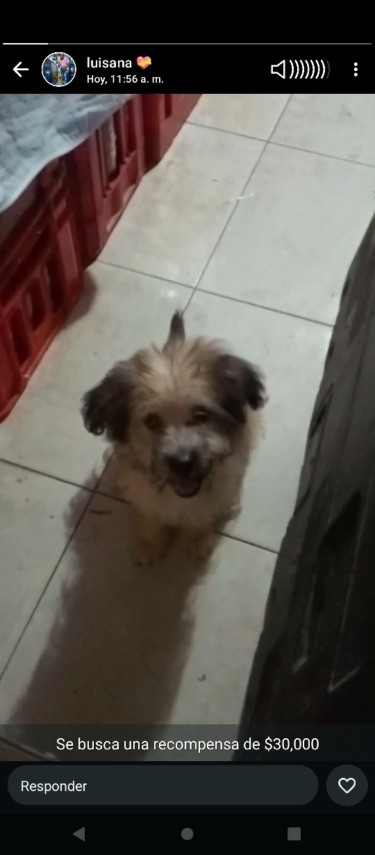 Vanesa