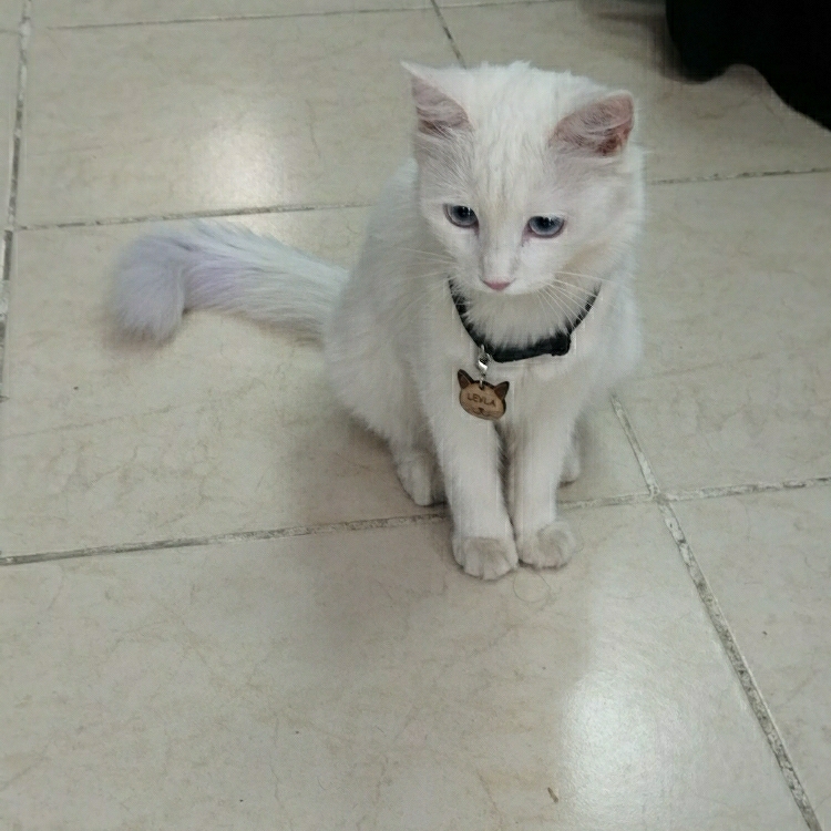 Gülizar